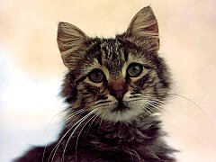 Gatti (217)